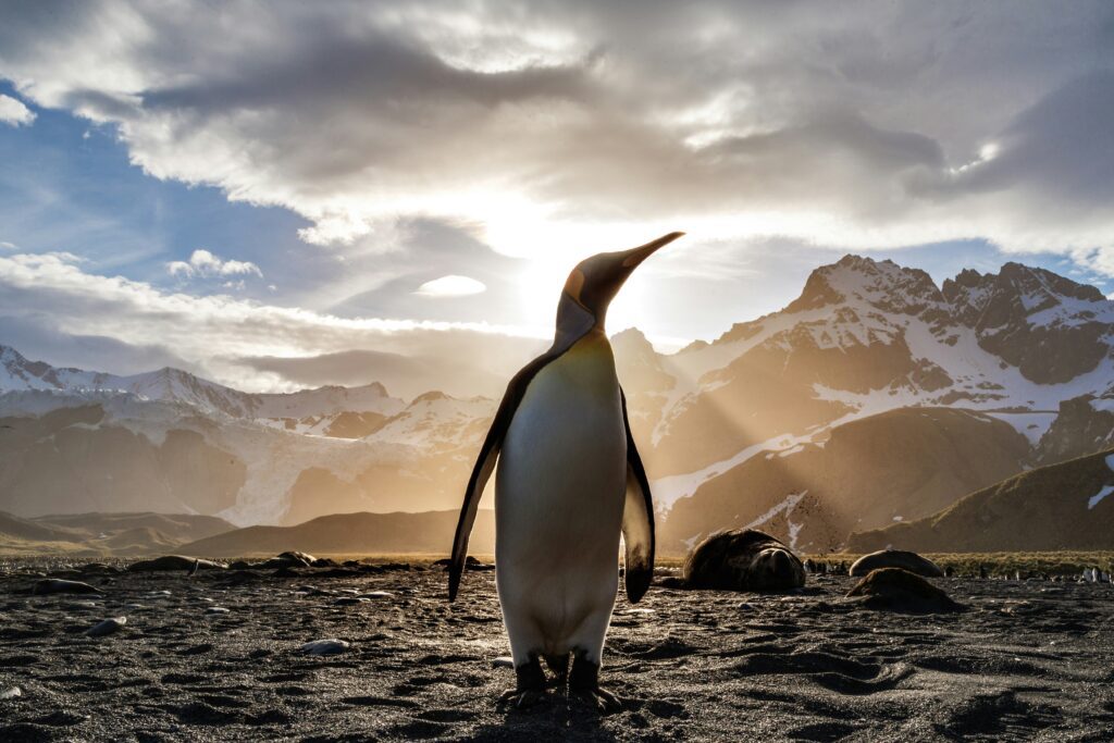 un penguin imperial ce sta pe malul apei cu munti in spatele lui