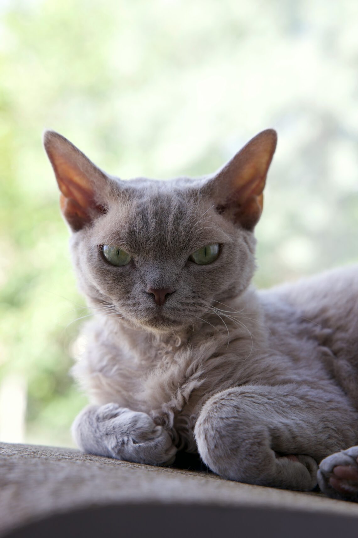 o pisica Devon Rex care sta pe un pervaz la geam