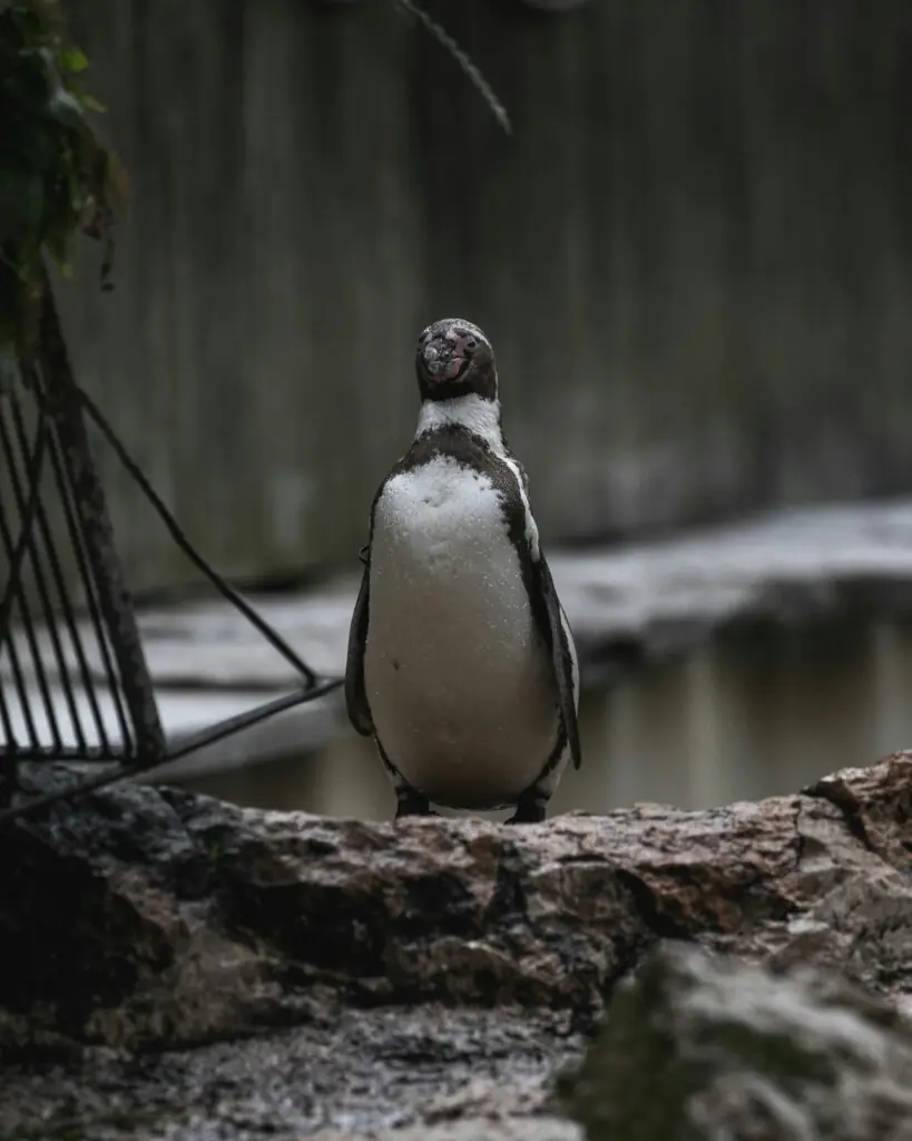 un penguin galapagos ce sta pe o roca aproape de apa