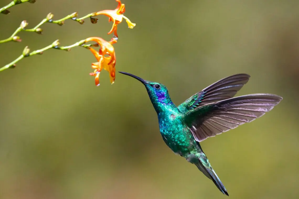 o pasare colibri albastra ce se hraneste dintr-i floare portocalie