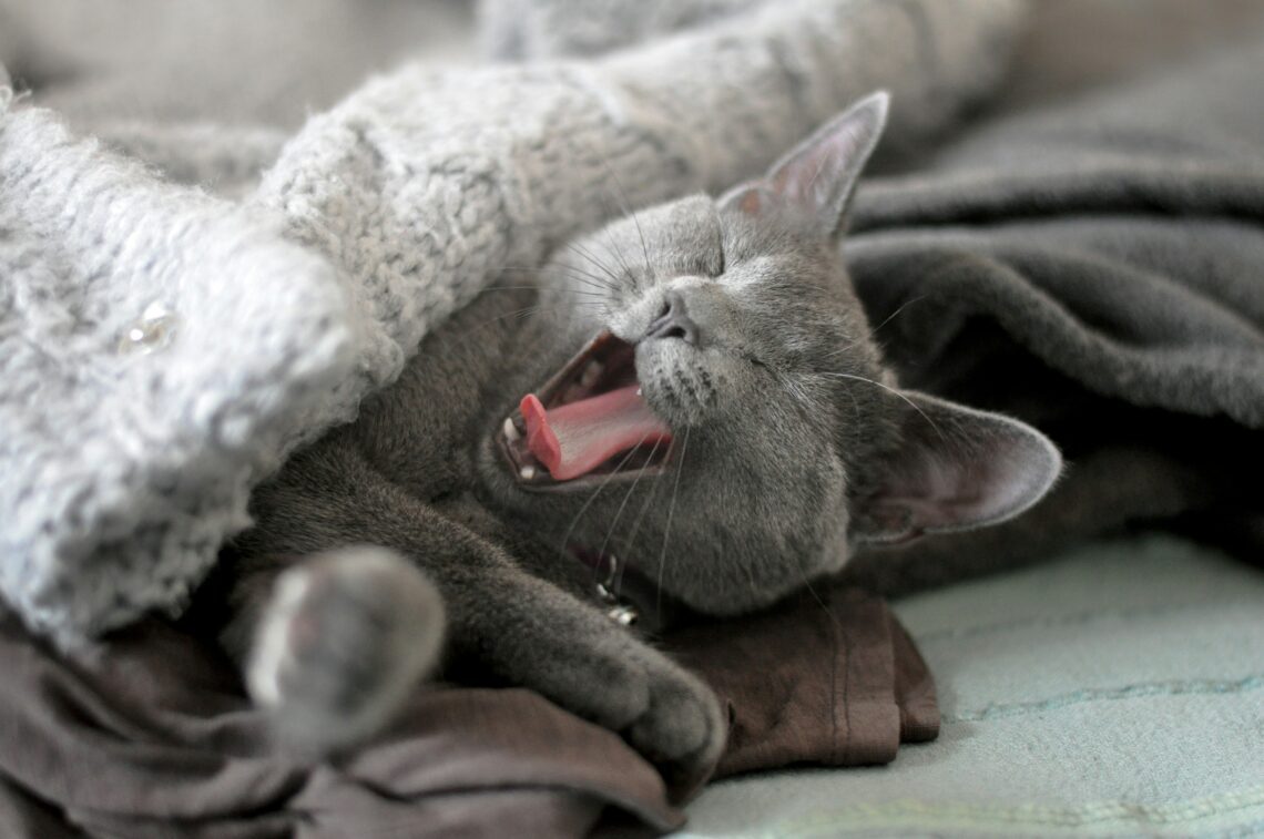 o pisica albastru de rusia casca dupa un somn sub o patura