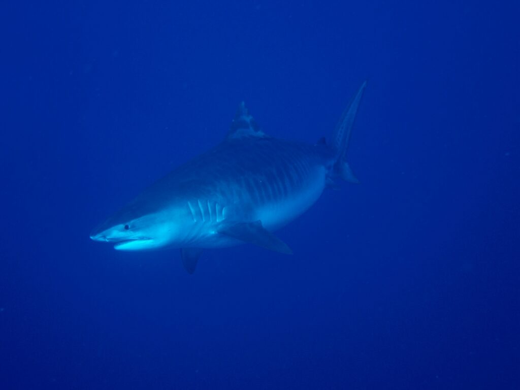 un rechin tigru ce inoata sub apa