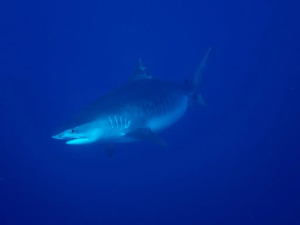 un rechin tigru ce inoata sub apa