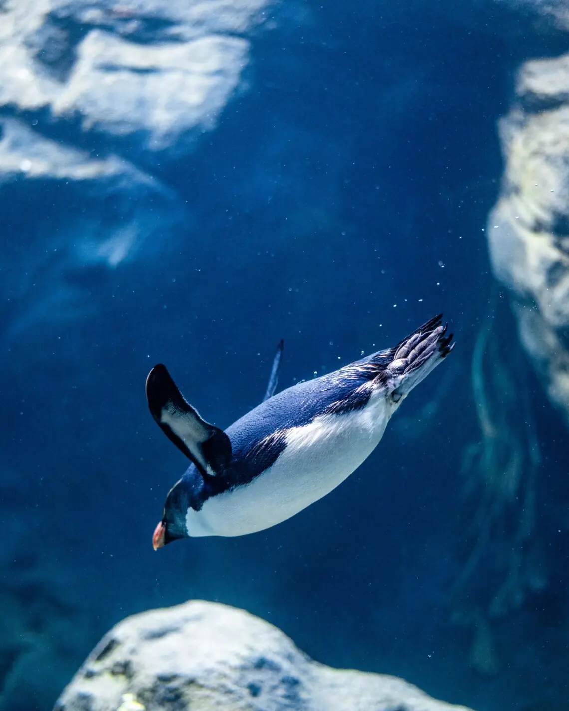 un pinguin ce inoata sub apa