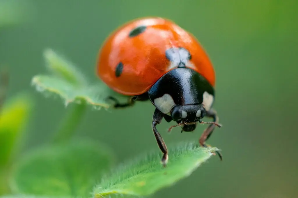 o bucuruza ce sta pe o frunza verde