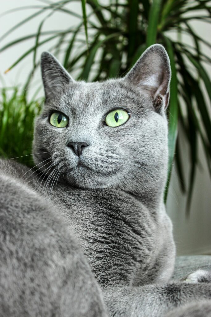 o pisica albastru de rusia care sta pe o canapea cu o planta verde in spate