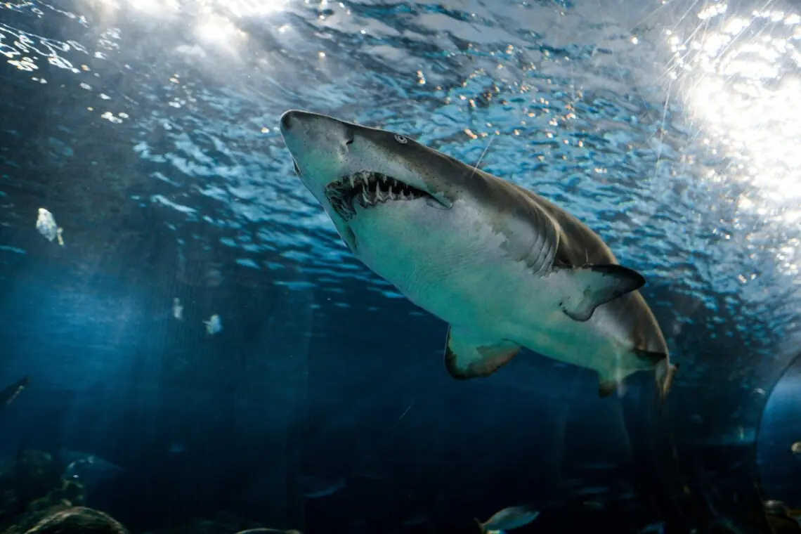 un rechin marele alb ce inoata in ocean