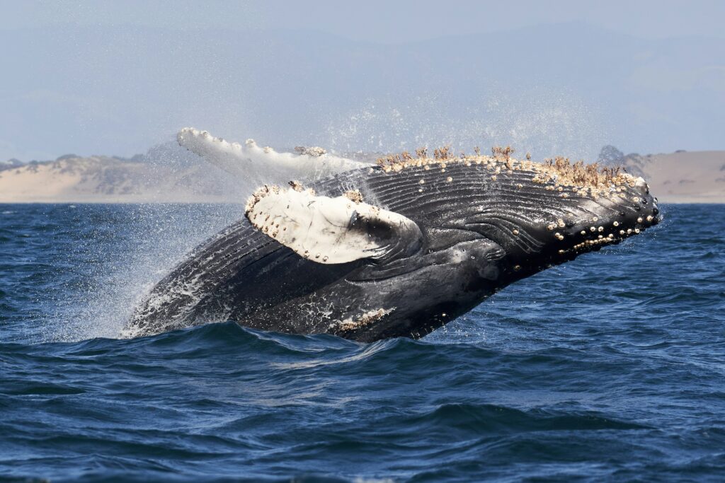 o balena cu cocoasa ce sare din apa
