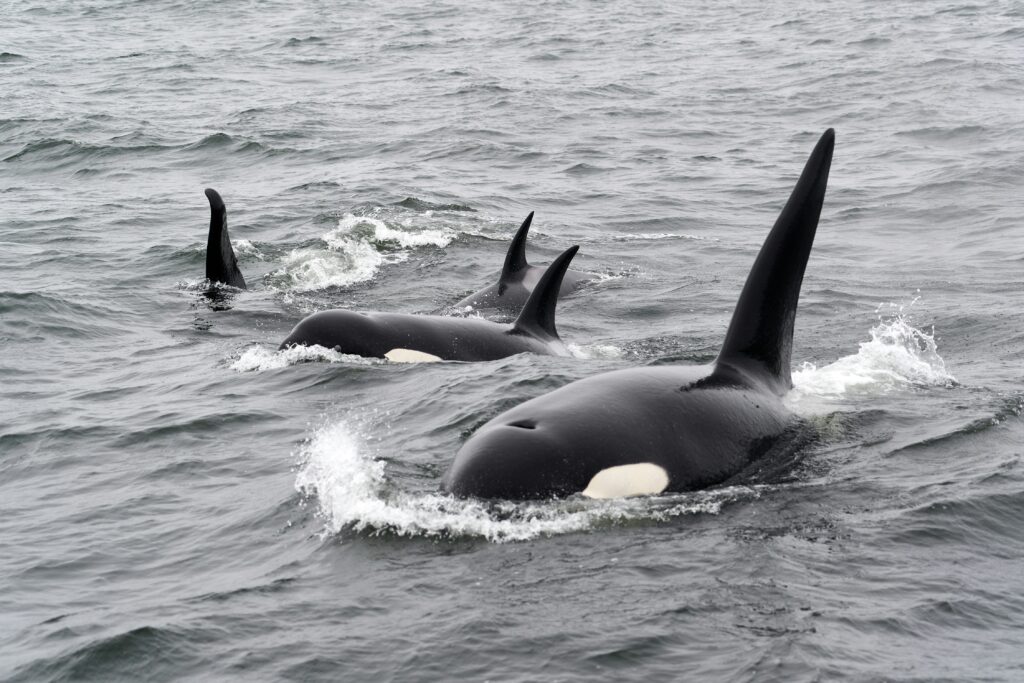 un grup de balene ucigase ce inoata la suprafata apei