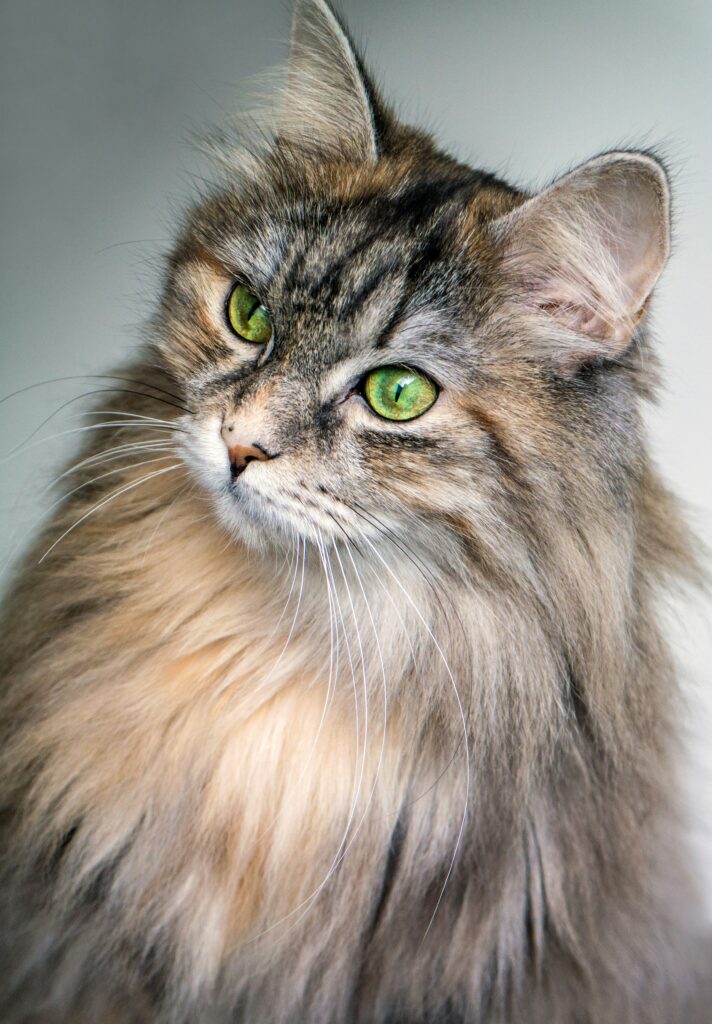 o pisica siberiana cu ochi verzi