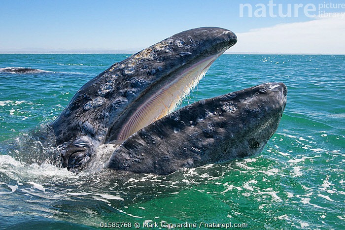 o balena cenusie la suprafata apei