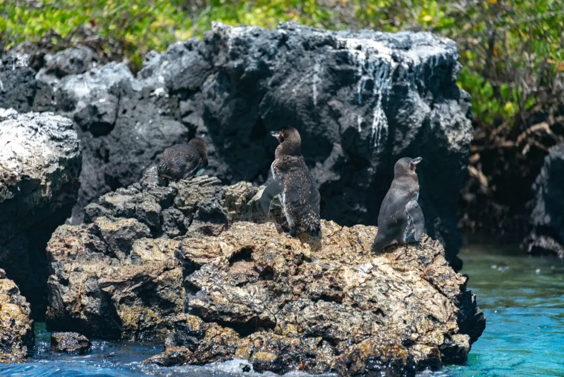 3 pinguini galapagos stau la soare pe o piatra