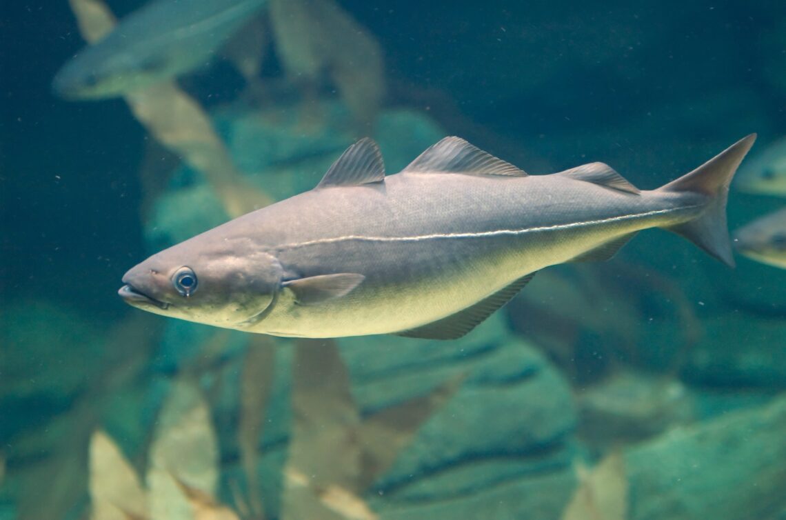 un peste pollock intr-un acvariu mare