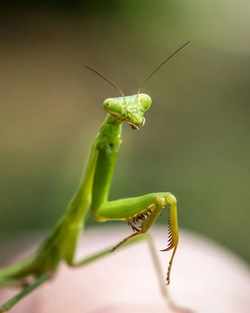 o lacusta calugarita pregatita sa atace