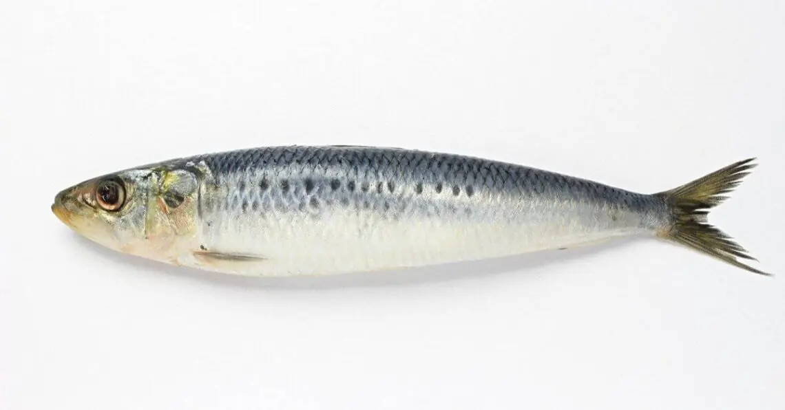 sardine 1