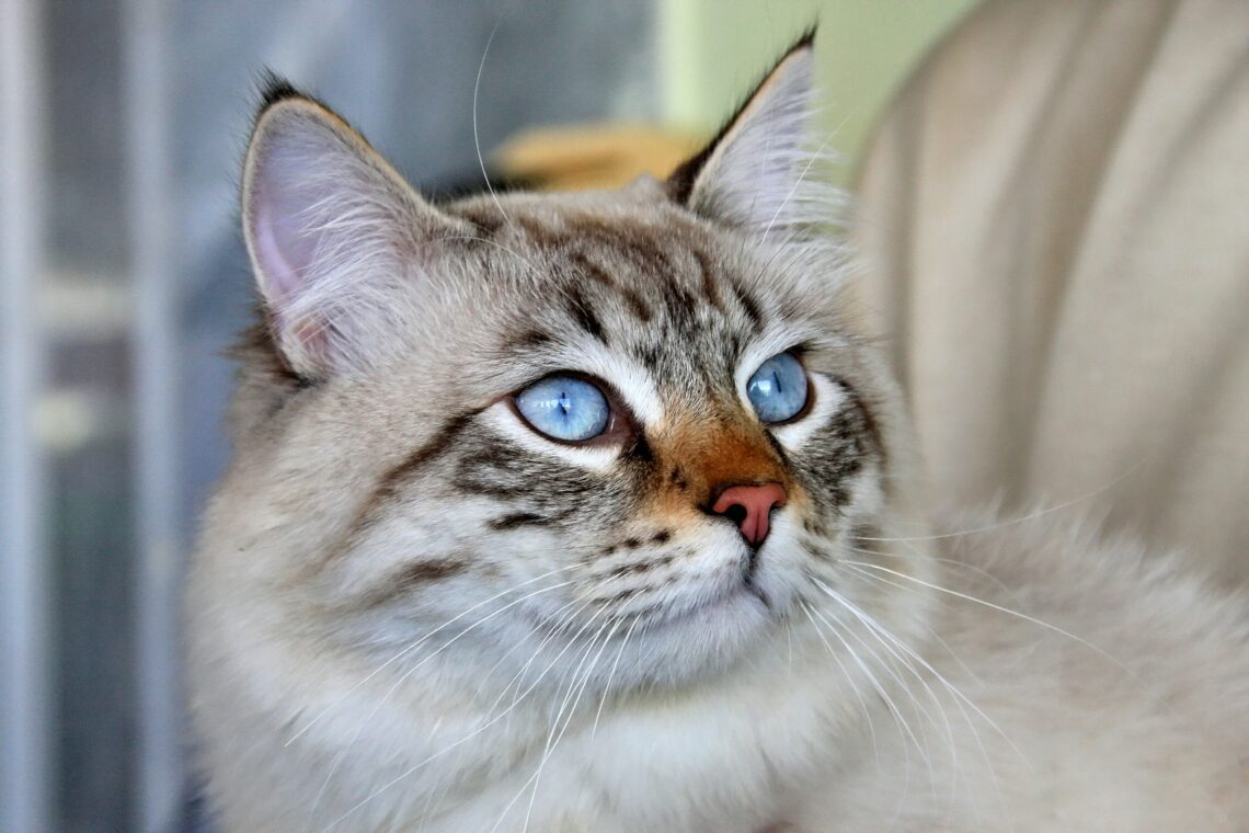o pisica siberiana cu ochi albastrii