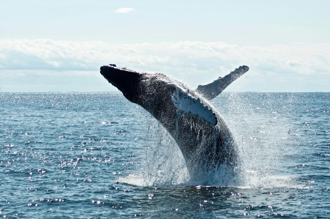 o balena cu cocoasa ce sare pe spate din apa