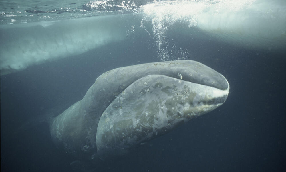 o balena de groenlanda ce sta sub gheata