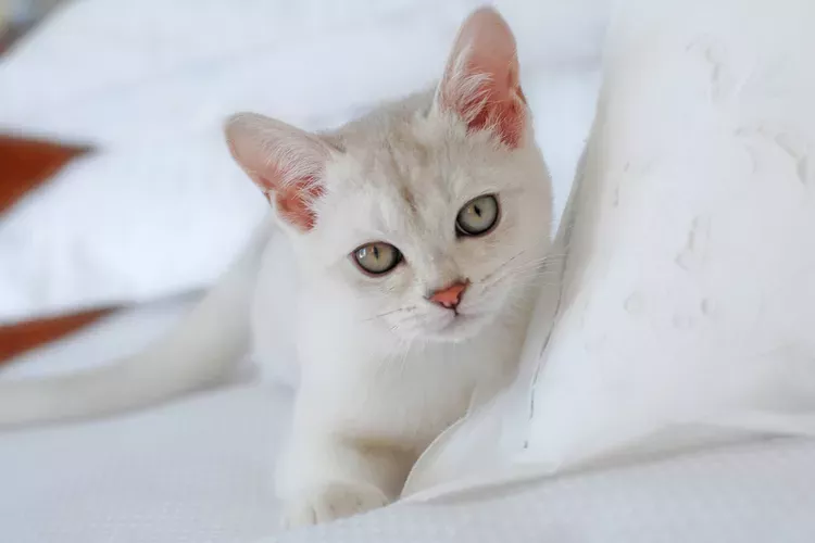 o pisica Burmilla ce sta pe un pat alb