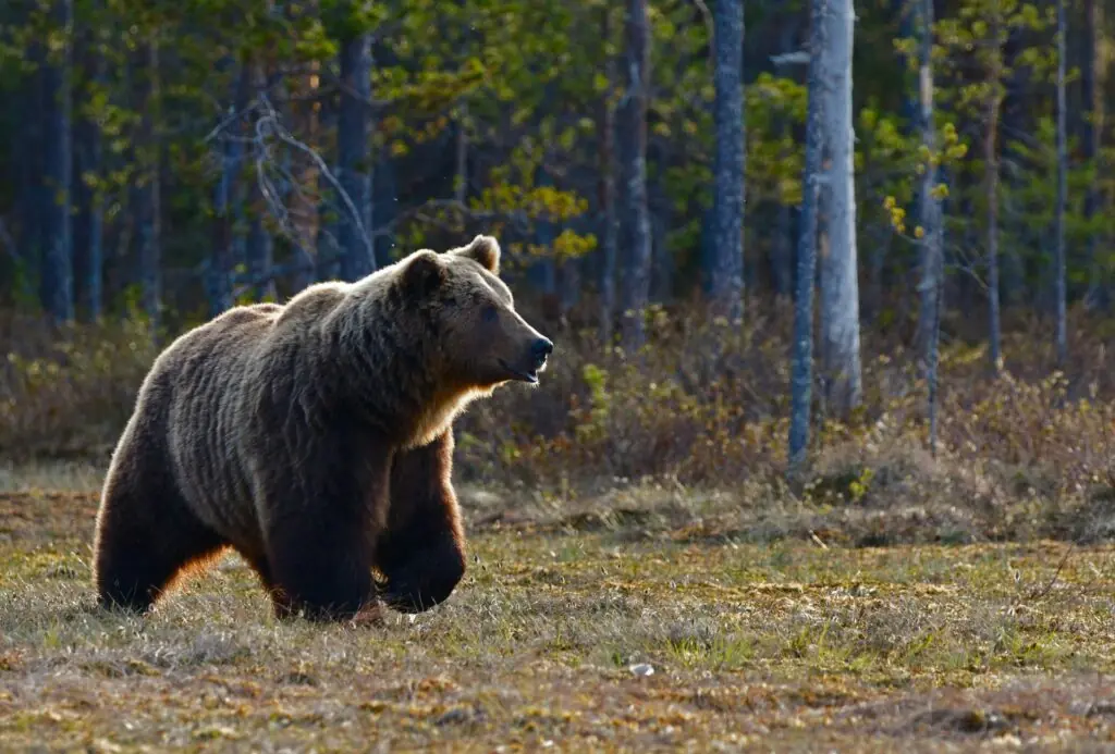 un urs grizzly ce sta intr-o pasune langa padure