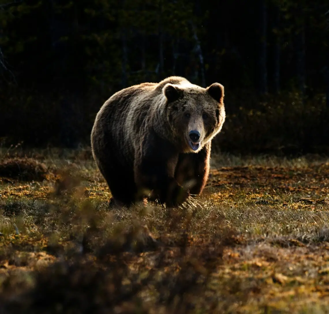 un urs grizzly ce sta intr-un luminis