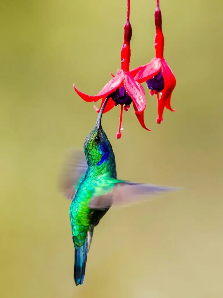 o pasare colibri care se franeste dintr-o floare rosie