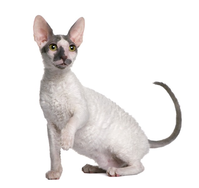 o pisica Cornish Rex alba cu fata gri