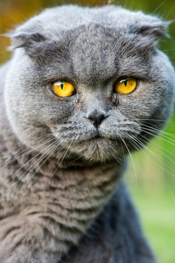 o pisica Scottish Fold gri cu ochii galbeni