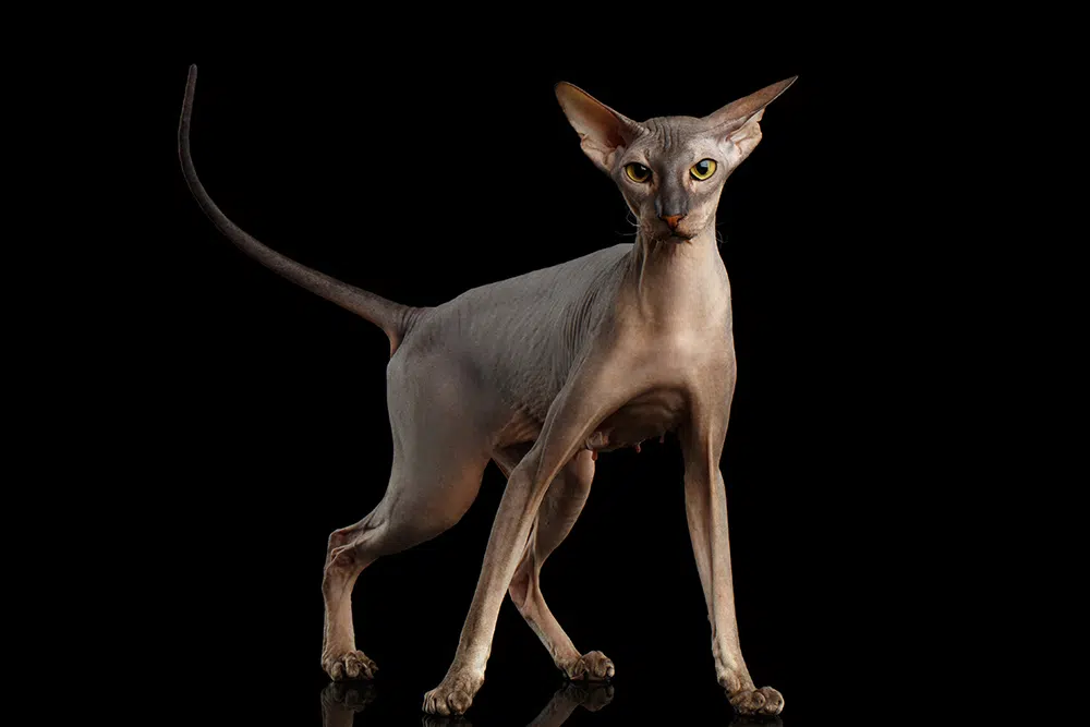 o pisica Peterbald