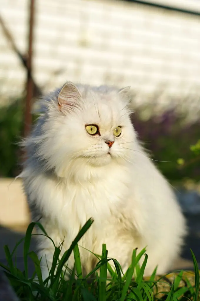 o pisica persana alba ce sta in iarba verde