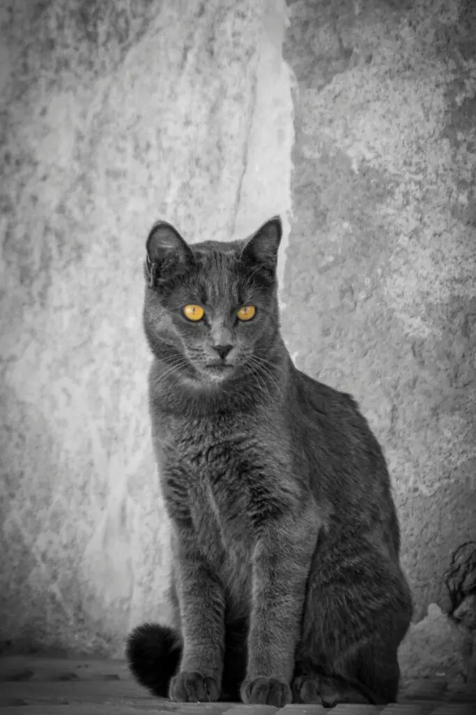 o pisica Chartreux ce sta in fata unui zid de beton