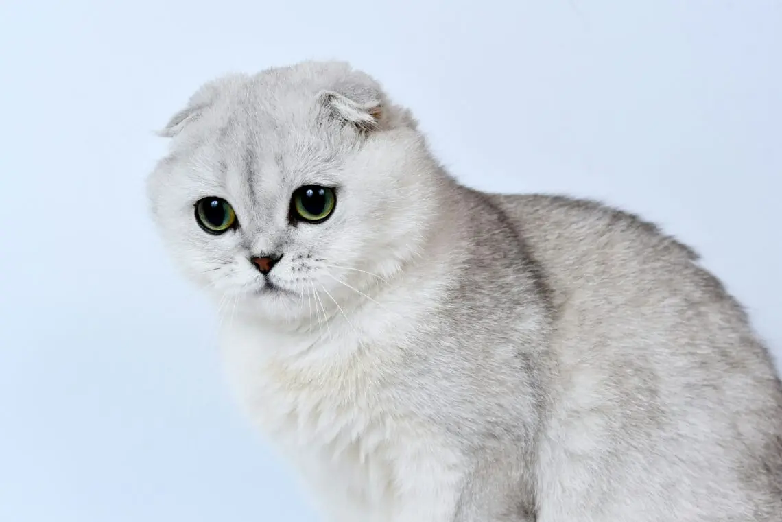 o pisica Scottish Fold alba