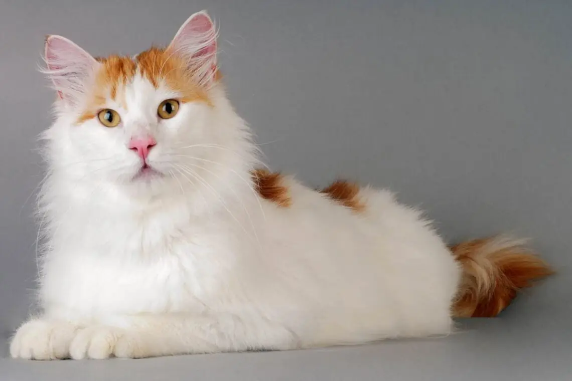 o pisica Turkish Van