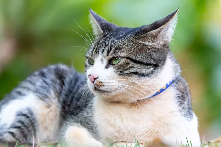 o pisica american wirehair ce sta pe iarba