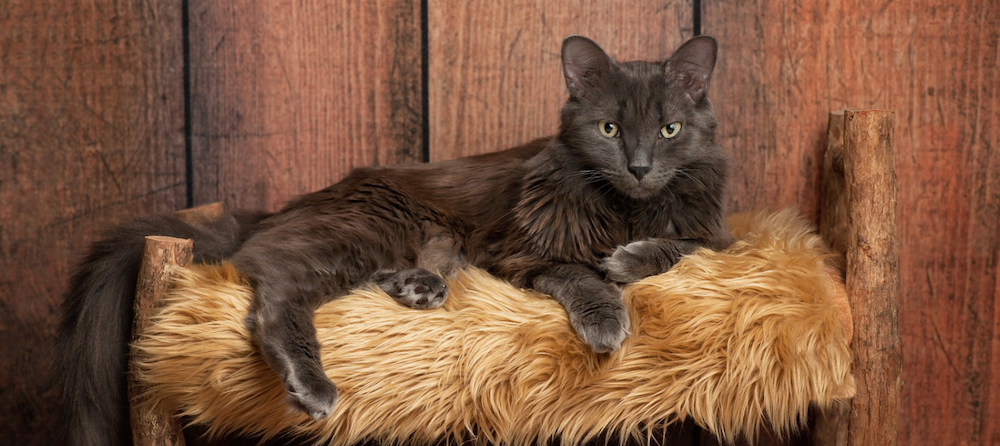 o pisica nebelung care sta pe o blana maro