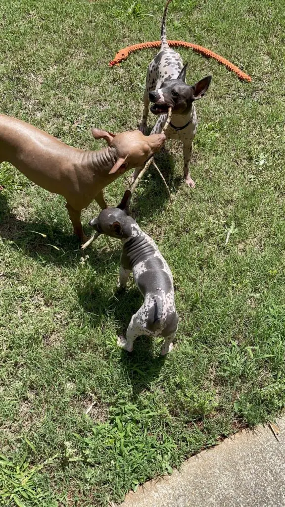 e catei Terrier American Fafa par care se joaca cu un bat