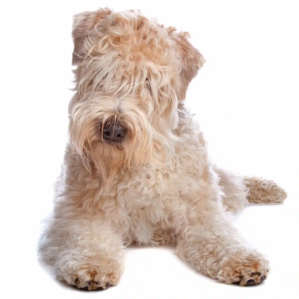 Soft Coated Wheaten Terrier