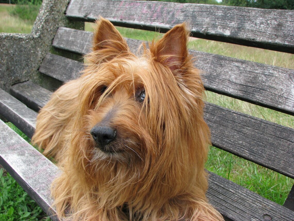 un Australian Terrier care sta pa o banca