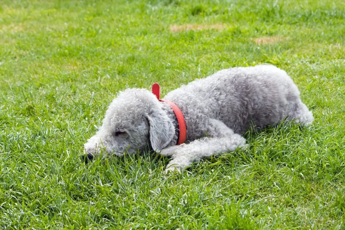 un Bedlington Terrier care doarme in iarba