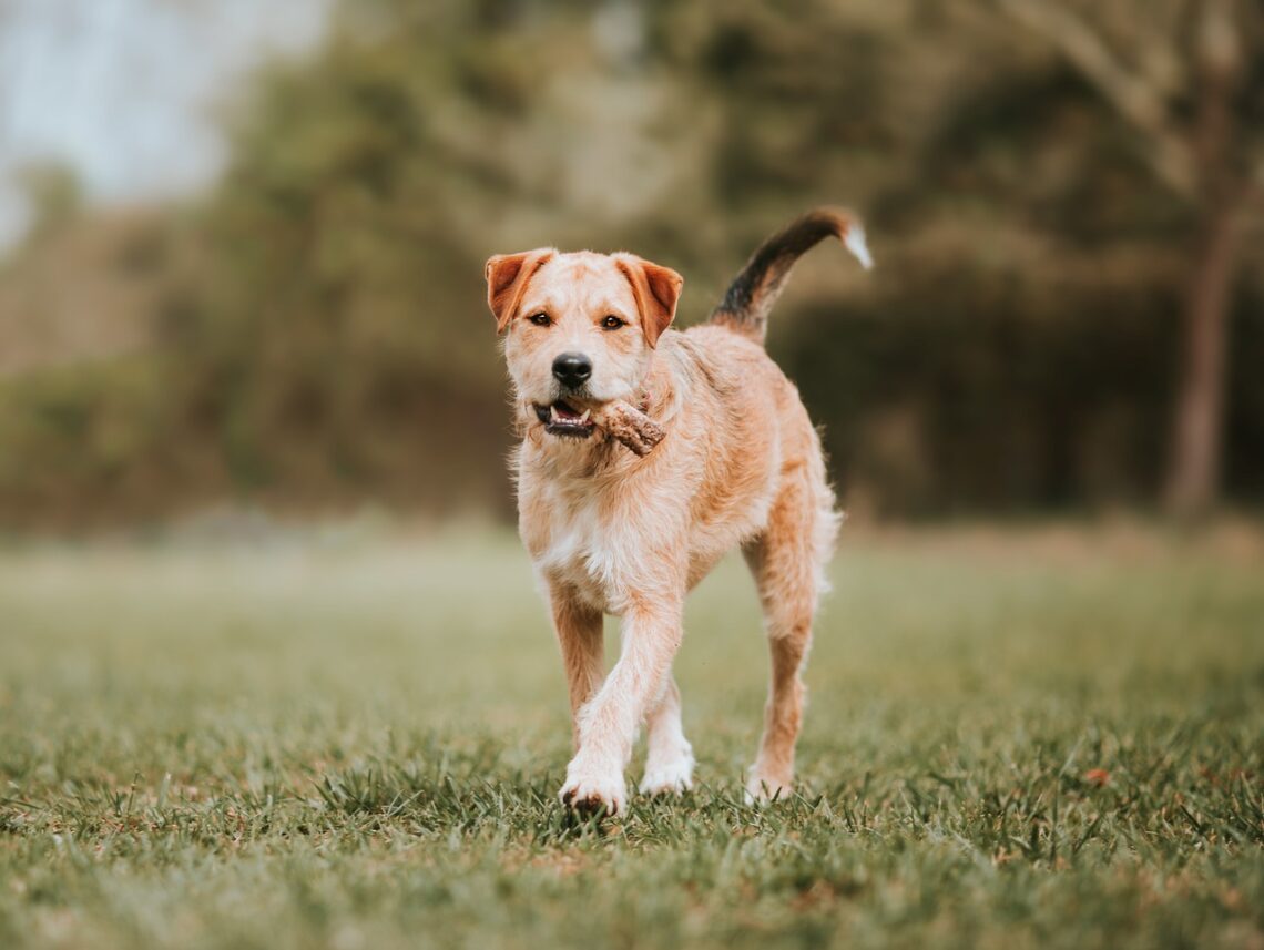 un caine Border Terrier cere alearga prin iarba