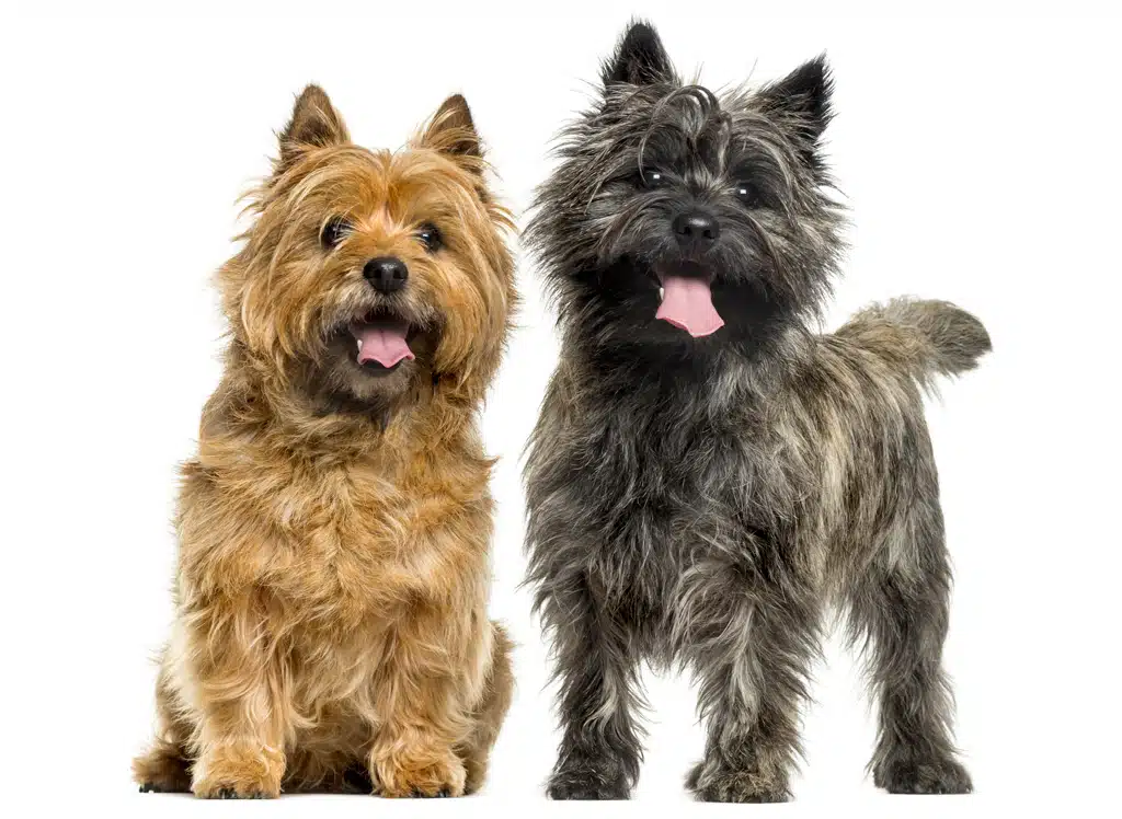 2 caini Cairn Terrier, unul gri