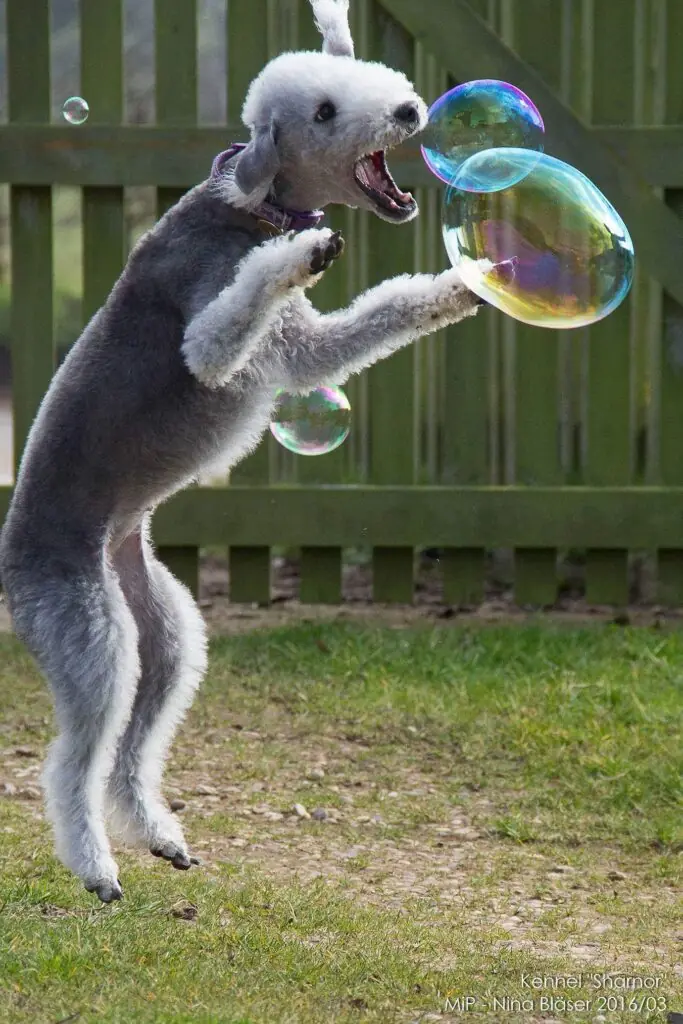 un caine Bedlington Terrier care se joava cu un balon de sapun