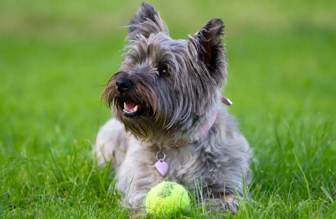 Cairn Terrier care sta pe iarba cu o mingie de tenis in fata