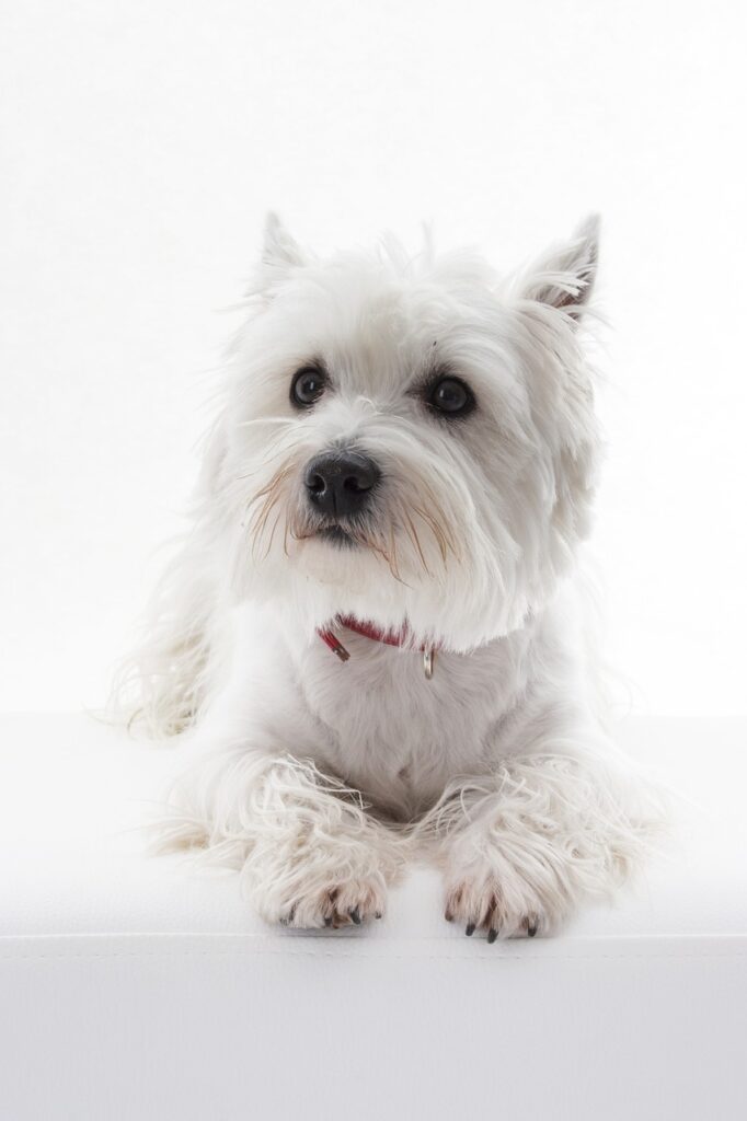 un West Highland White Terrier ce sta pe o canapea alba