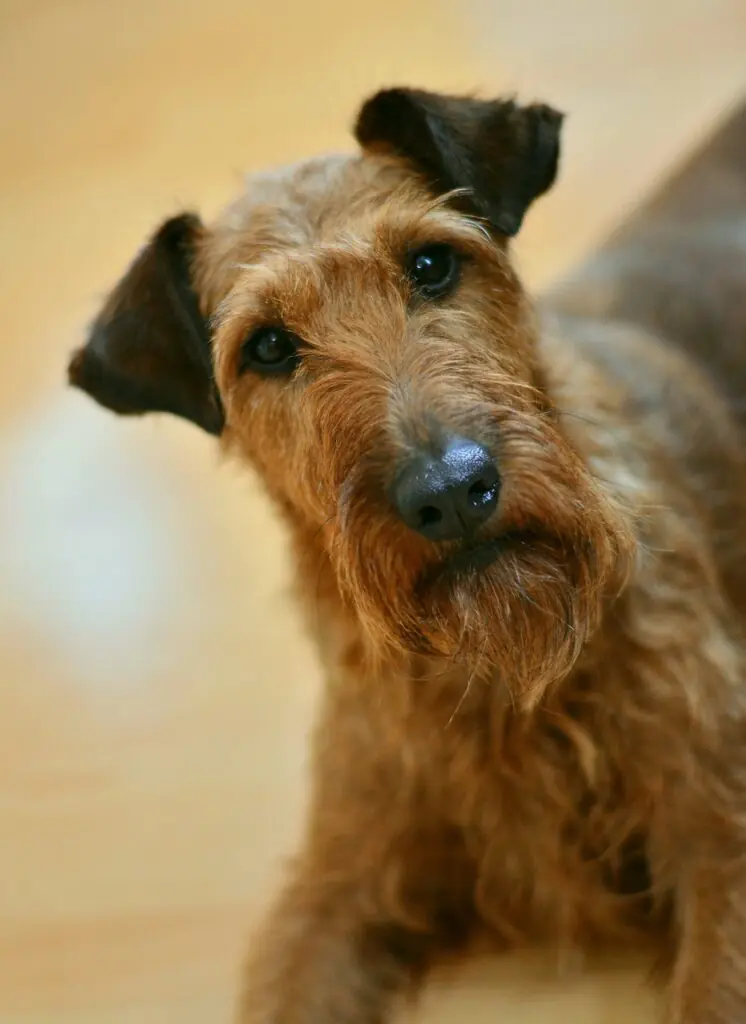 terrier irlandez