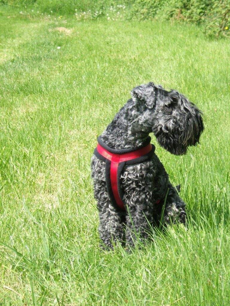 un caine Kerry Blue Terrier care sta in iarba