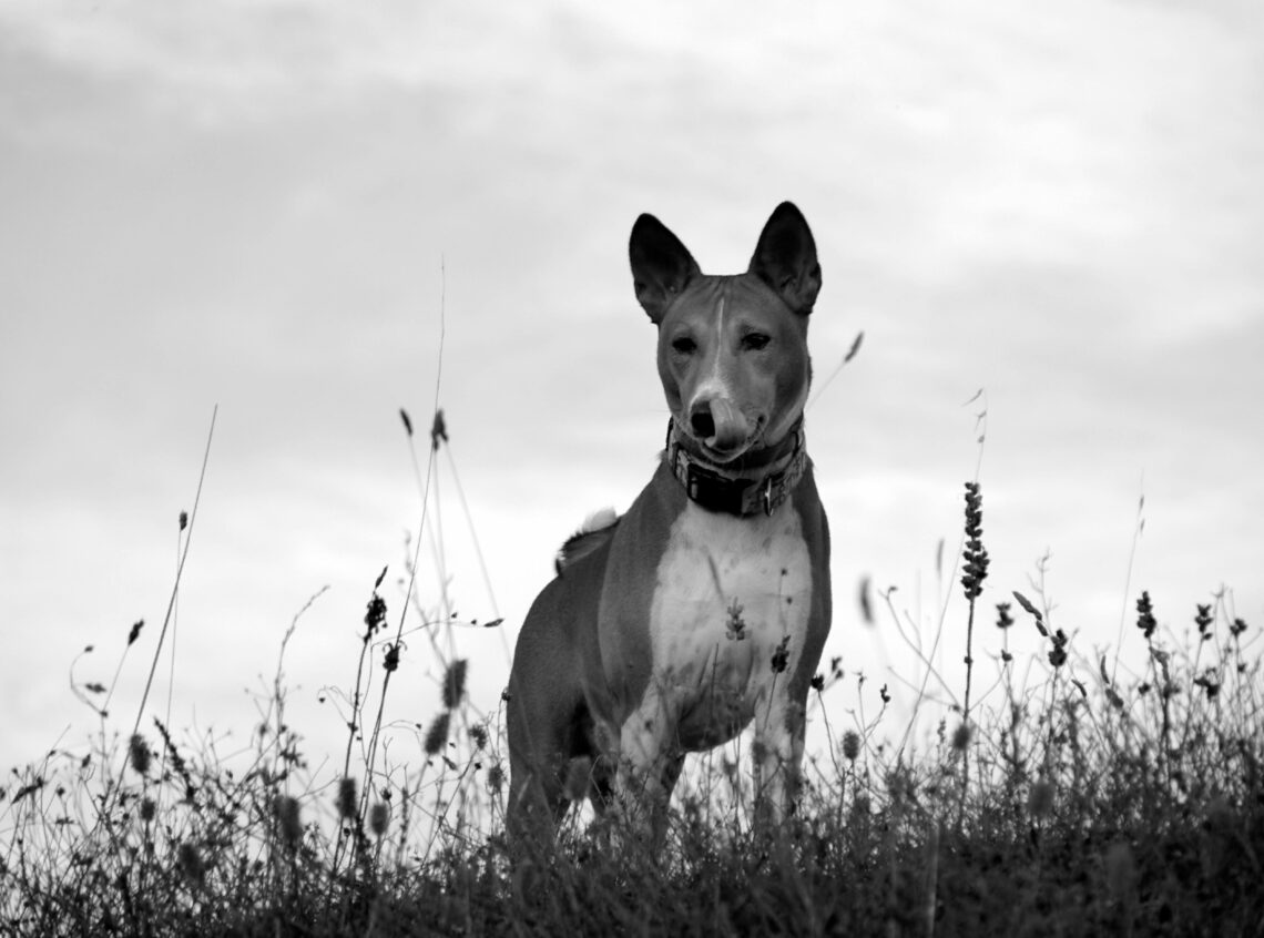 un caine Basenji care se joaca in iarba