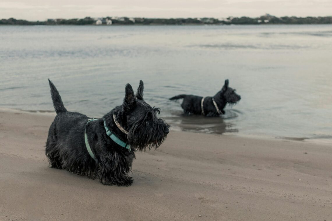 doi caini Scottish Terrier unul in apa, iar celalalt pe nisip