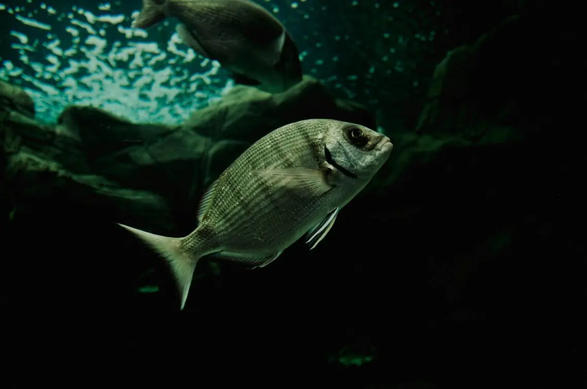 o dorada gri in ocean