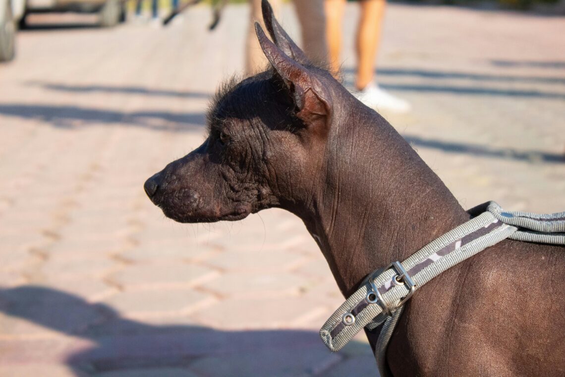 un Xoloitzcuintli cu o zarga albastra